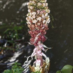 Photographie n°103033 du taxon Petasites officinalis Moench