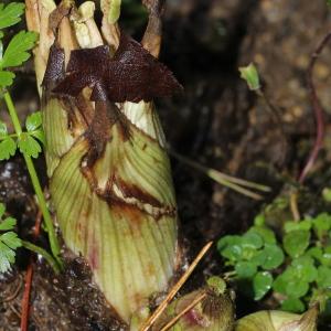 Photographie n°103034 du taxon Petasites officinalis Moench