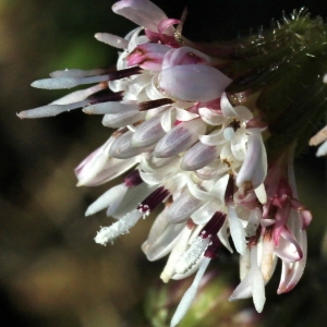 Photographie n°103036 du taxon Petasites fragrans (Vill.) C.Presl [1826]