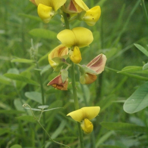 Crotalaria retusa L. (Sonnette)