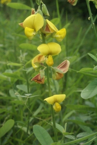 Liliane Roubaudi, le  8 décembre 2007 (Guadeloupe (Plage du Souffleur))