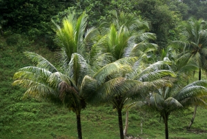 Liliane Roubaudi, le  8 décembre 2007 (Guadeloupe (Plage du Souffleur))