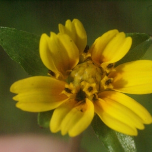 Photographie n°103062 du taxon Wedelia trilobata (L.) Hitchc.