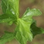  Liliane Roubaudi - Wedelia trilobata (L.) Hitchc.