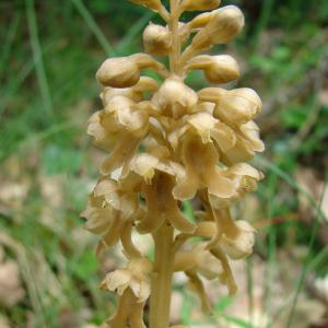 Photographie n°103089 du taxon Neottia nidus-avis (L.) Rich.