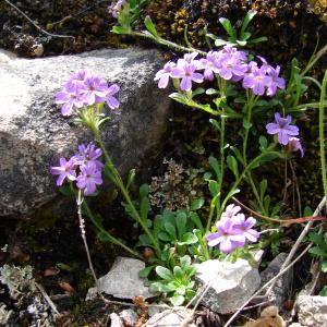 Photographie n°103091 du taxon Erinus alpinus L.