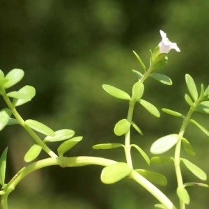 Photographie n°103101 du taxon Bacopa monnieri (L.) Wettst.