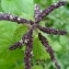  BERNARD Ginesy - Urtica membranacea Poir. [1798]