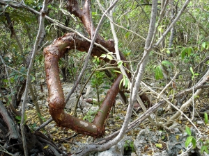 Liliane Roubaudi, le  8 décembre 2007 (Guadeloupe)