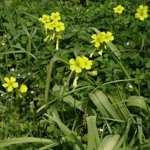 Photographie n°103130 du taxon Oxalis pes-caprae L. [1753]