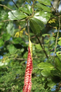 Liliane Roubaudi, le  8 décembre 2007 (Guadeloupe)