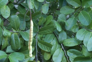 Liliane Roubaudi, le  8 décembre 2007 (Guadeloupe)