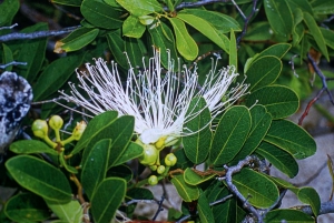 Liliane Roubaudi, le  8 décembre 2007 (Guadeloupe)