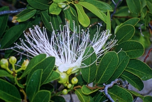 Liliane Roubaudi, le  8 décembre 2007 (Guadeloupe)