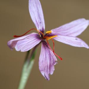 Photographie n°103162 du taxon Crocus sativus L. [1753]