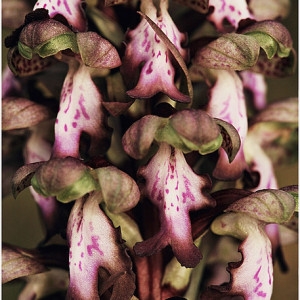 Photographie n°103166 du taxon Himantoglossum robertianum (Loisel.) P.Delforge [1999]