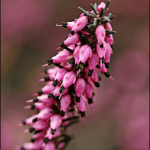 Erica umbellifera Loisel. (Bruyère à fleurs nombreuses)