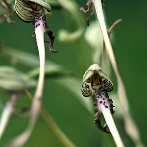 Photographie n°103176 du taxon Himantoglossum hircinum (L.) Spreng. [1826]