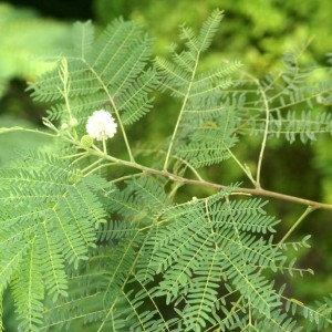 Photographie n°103179 du taxon Leucaena leucocephala (Lam.) de Wit