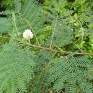 Leucaena leucocephala (Lam.) de Wit (Acacia)