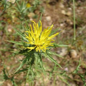 Kentrophyllum lanatum (L.) Duby (Carthame laineux)