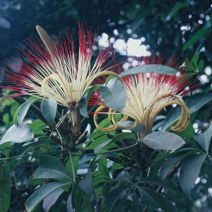 Pachira aquatica Aubl. (Chataigne marron)