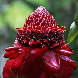 Etlingera elatior (Jack) R.M. Smith (Rose de porcelaine)