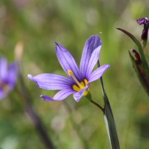  - Sisyrinchium montanum Greene [1899]