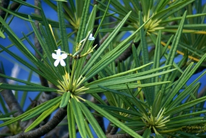 Liliane Roubaudi, le  9 décembre 2007 (Guadeloupe)