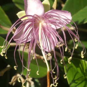 Capparis cynophallophora L. (Bejuco inglés)