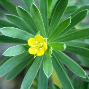 Suriana maritima L. (Bay cedar)