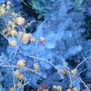 Photographie n°103328 du taxon Acacia baileyana F.Muell. [1888]