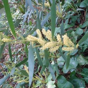 Photographie n°103331 du taxon Acacia longifolia (Andrews) Willd. [1806]