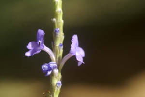 Liliane Roubaudi, le 10 décembre 2007 (Guadeloupe)