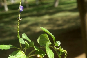 Liliane Roubaudi, le 10 décembre 2007 (Guadeloupe)
