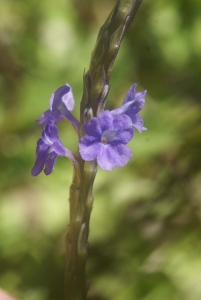 Liliane Roubaudi, le 10 décembre 2007 (Guadeloupe)