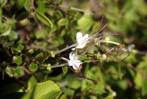 Liliane Roubaudi, le 10 décembre 2007 (Guadeloupe)