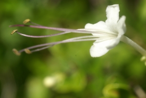 Liliane Roubaudi, le 10 décembre 2007 (Guadeloupe)