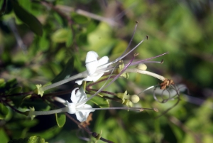 Liliane Roubaudi, le 10 décembre 2007 (Guadeloupe)