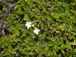 Liliane Roubaudi, le 10 décembre 2007 (Guadeloupe)