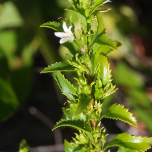 Capraria biflora L. (Thé des Anglais)