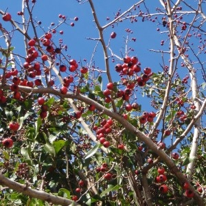 Photographie n°103357 du taxon Crataegus monogyna Jacq. [1775]