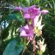  Liliane Roubaudi - Ipomoea carnea Jacq.