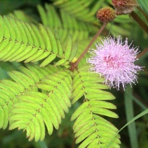  - Mimosa pudica L.