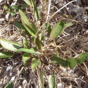 Photographie n°103390 du taxon Lepidium latifolium L. [1753]