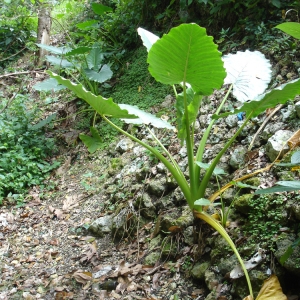  - Colocasia esculenta (L.) Schott