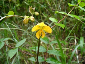 Liliane Roubaudi, le 11 décembre 2007 (Guadeloupe (Morne à l'eau))