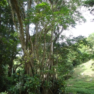 Pterocarpus officinalis Jacq. (Palétuvier)