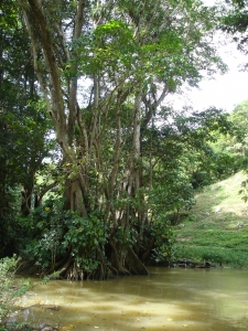 Liliane Roubaudi, le 11 décembre 2007 (Guadeloupe (Morne à l'eau))