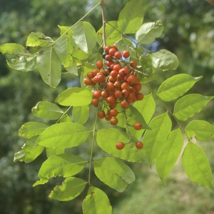 Picramnia pentandra Sw. (Bwa madanm)